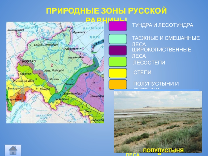 Укажите природную зону в которой можно встретить. Природные зоны Восточно европейской равнины на карте. Вотсочно европейскаярывнина природные зоны. Климатическая карта Восточно-европейской равнины. Восточно-европейской равнины климат на карте России.