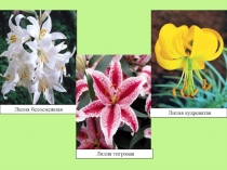 Презентация по биологии 6 класс Систематика растений