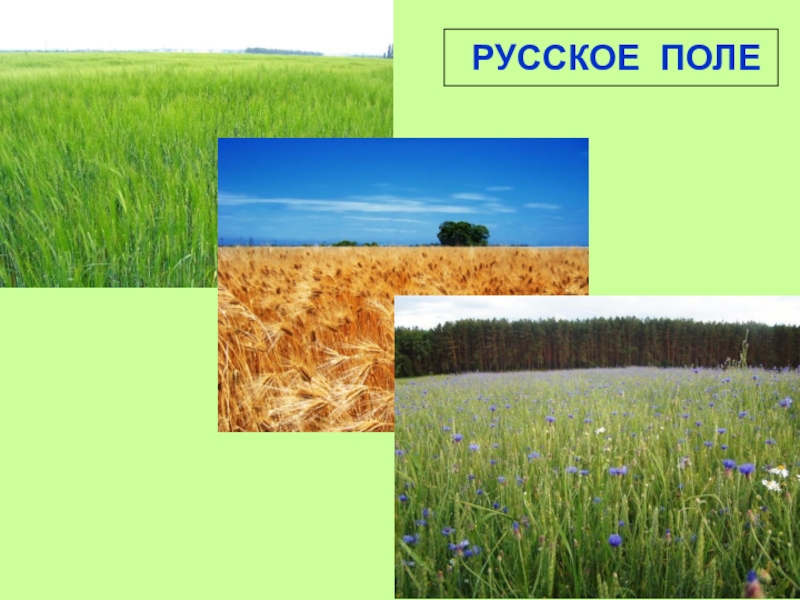 Сообщение поле. Природное сообщество поле. Поле это искусственное природное сообщество. Природное сообщество поле 3 класс. Поле для презентации.