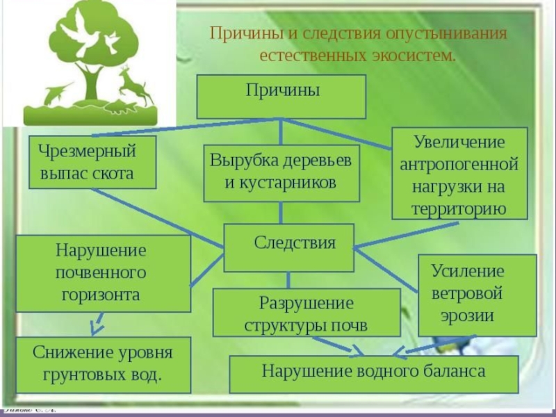 Экосистема проект по биологии