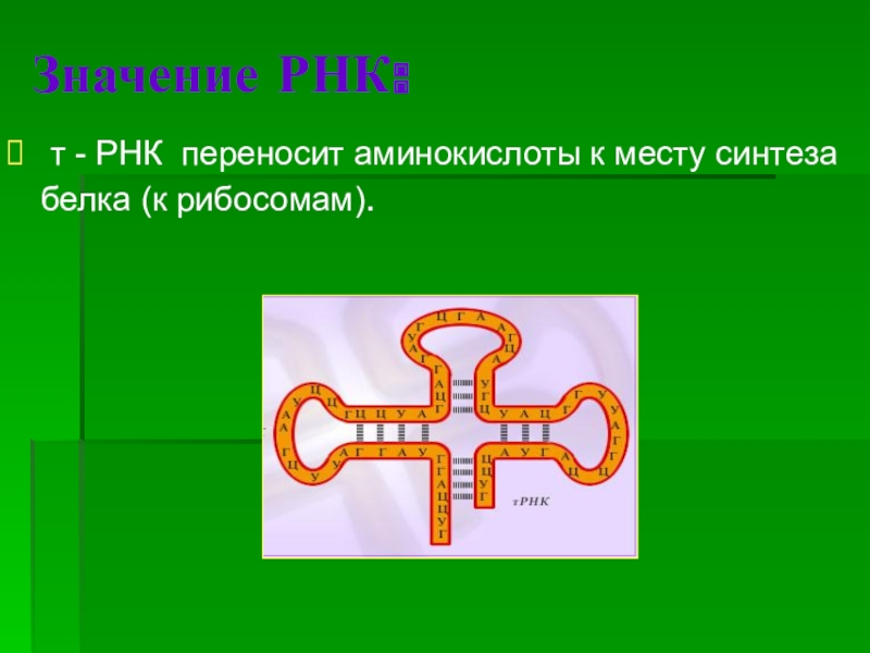 Аминокислоты к месту синтеза белка. Значение РНК. И РНК переносит аминокислоты к месту синтеза белка. Значимость РНК. Т РНК переносит к месту синтеза белка.