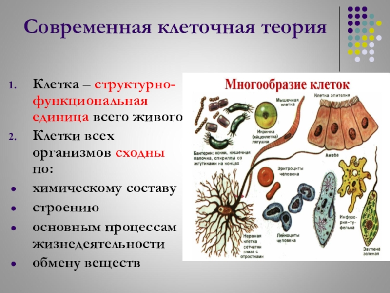 10 теорий биологии