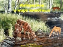 Презентация к внеклассному мероприятию Интересное в мире животных