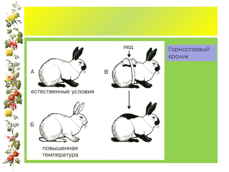 На рисунке изображены горностаевые кролики. Модификационная изменчивость кролик. Горностаевый кролик модификационная изменчивость. Гималайский кролик модификационная изменчивость. Горностаевый кролик модификационная.