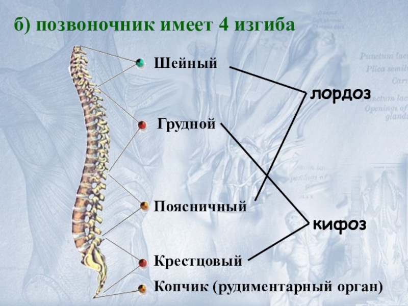 Какой буквой обозначен на рисунке поясничный отдел позвоночника