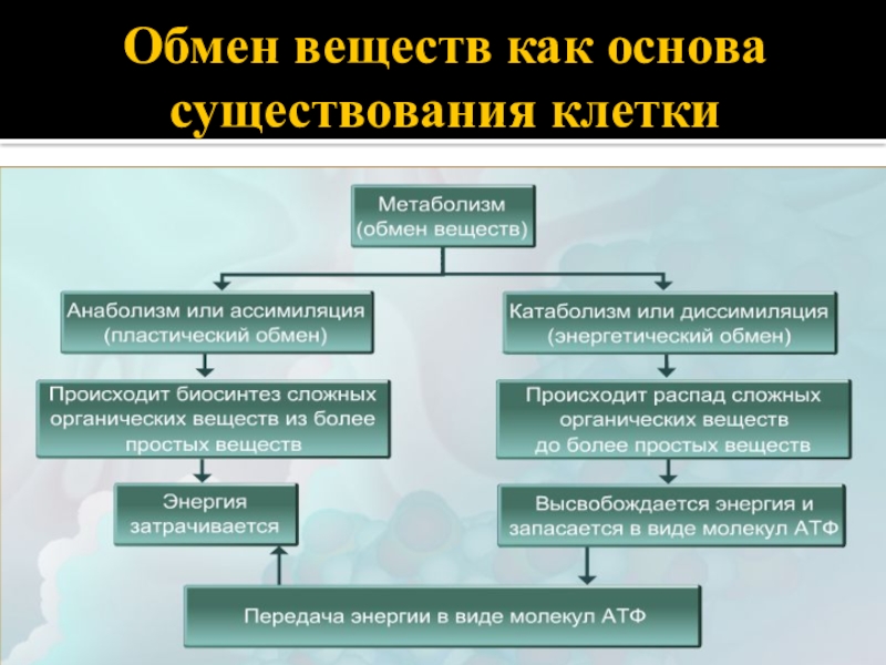 Биологический обмен. Обмен веществ и превращение энергии в клетке энергетический обмен. Обмен веществ основа существования клетки таблица. Обмен веществ основа существования клетки. Схема обмена веществ в клетке.