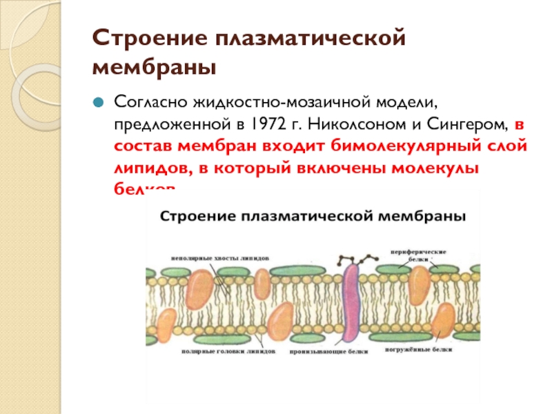 Плазматическая мембрана