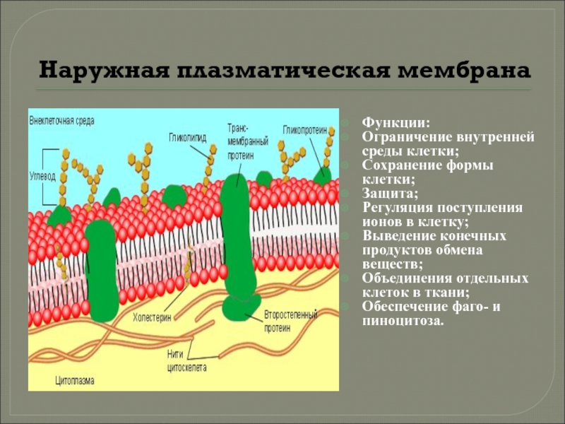 Функции мембраны растительной клетки. Структуры плазматической мембраны таблица. Плазматическая мембрана животной клетки функции. Состав и строение наружной плазматической мембраны.