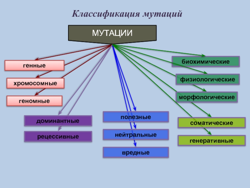 Виды мутации презентация