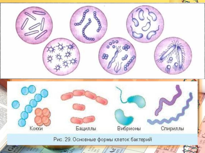 Царство бактерий кратко