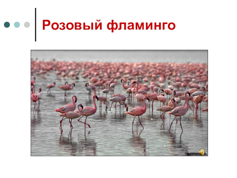 Фламинго сообщение. Сообщение о Фламинго. Презентация на тему Фламинго. Фламинго красная книга России. Фламинго информация для детей.