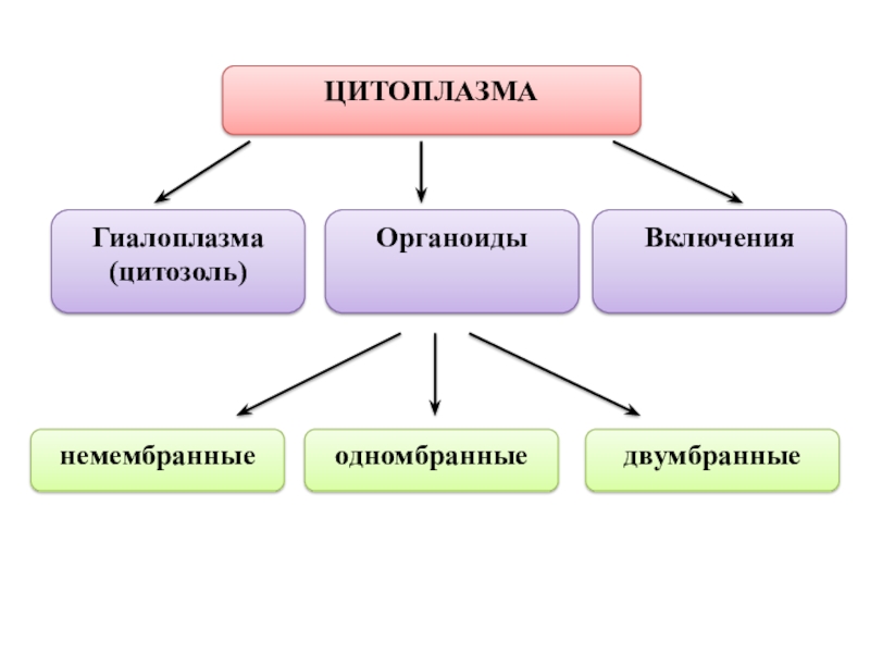 Органеллы цитоплазмы клеток. Цитоплазма органоиды и включения. Гиалоплазма органоиды включения. Цитоплазма и цитозоль. Гиалоплазма и цитозоль.