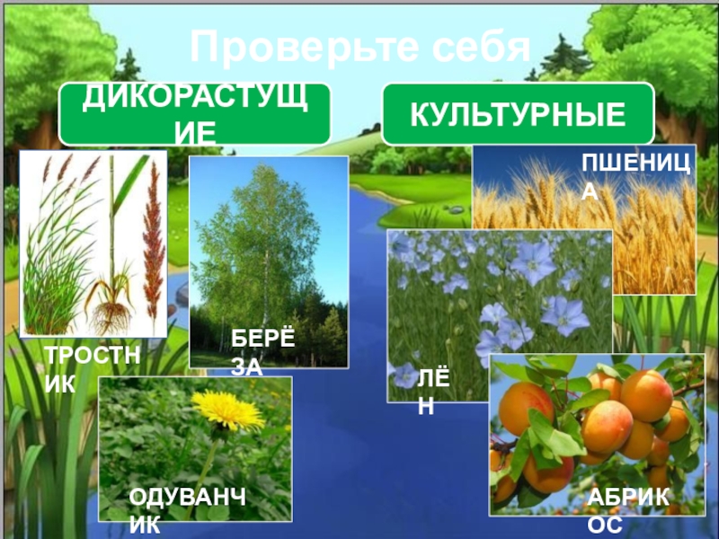 Растения и человек презентация