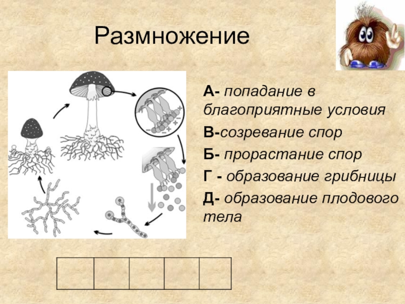 Схема размножения грибов 5 класс схема