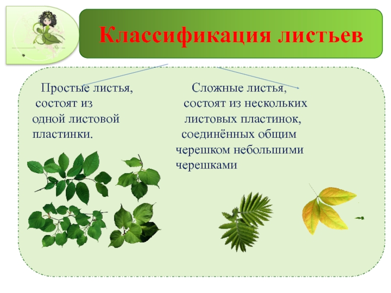 Систематика листьев. Листья по количеству листовых пластинок на черешке. Классификатор листьев. Классификация листьев гипостоматический. Типы жилкования листовой пластинки листовой.