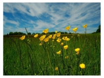 Презентация к интегрированному уроку (английский яз., биология) по теме Насекомые