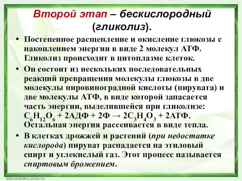 Второй этап – бескислородный (гликолиз).Постепенное расщепление и окисление глюкозы с накоплением энергии в виде 2 молекул АТФ.