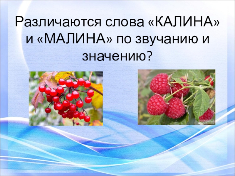 Рифма к слову малина. Калина слова. Калина текст. Калина малина. Калина малина текст.