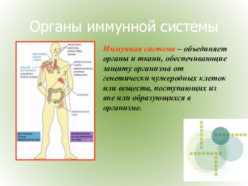 Презентация на тему иммунитет 8 класс биология