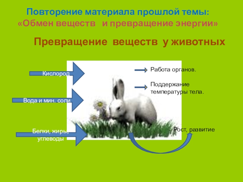 Скелет опора организма 6 класс биология презентация