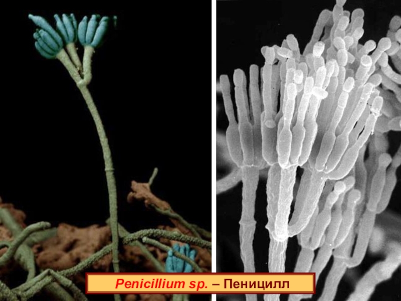 Фото мукора и пеницилла