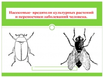 насекомые - вредители культурных растений
