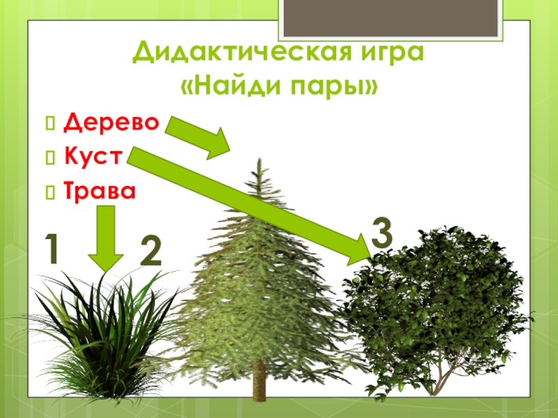 Найдите деревья пари. Дидактическая игра деревья кусты травы. Собери дерево из частей. Паровые деревья. Укажите отношение для пары "дерево и корень".