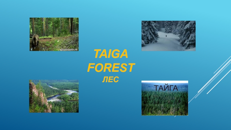 TAIGA FOREST ЛЕС