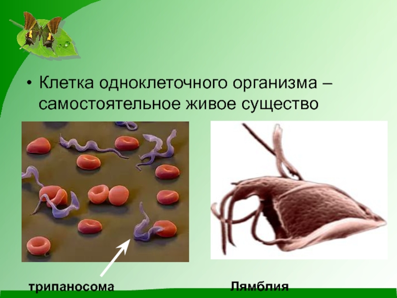 Самостоятельный организм. Простейшие самостоятельный организм. Живые существа организмы. Самостоятельный организм биология. Клетка … Организма это самостоятельное живое существо.