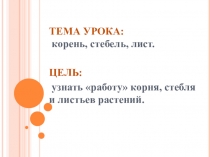 Презентация по окружающему миру Корень, стебель, лист (2 класс, ПНШ)
