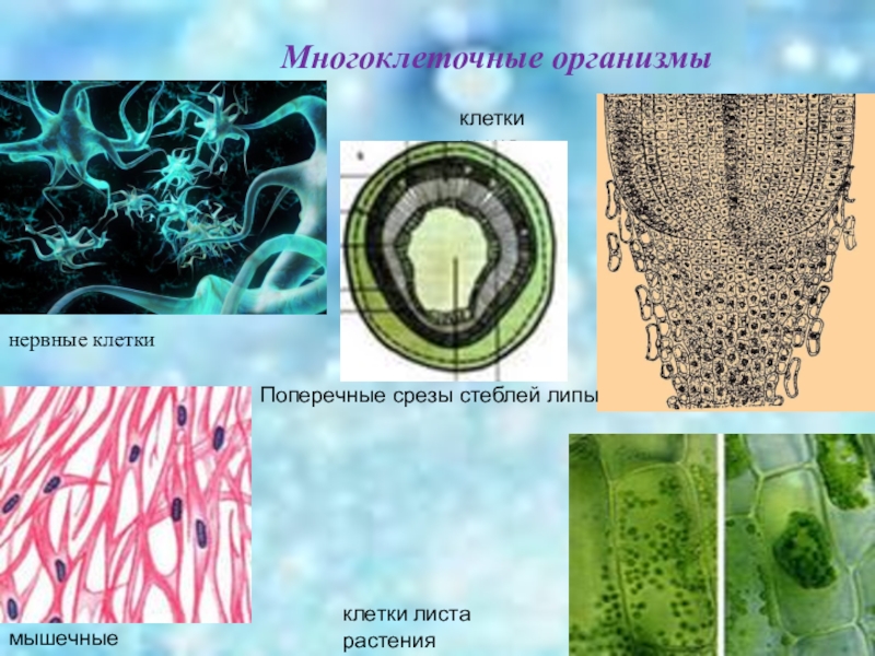 Все многоклеточные организмы. Клетки многоклеточного организма. Многоклеточные организмы. Много клетосные клетки. Строение многоклеточных организмов.