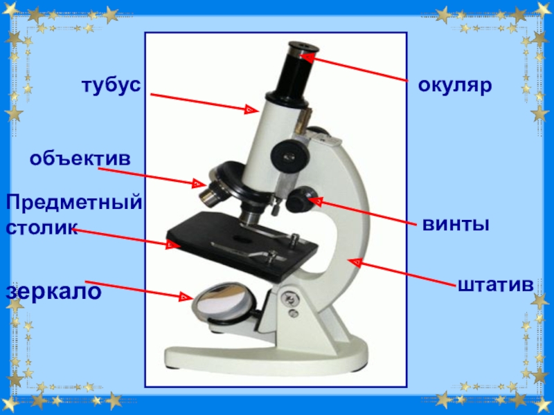 Строение штативного микроскопа