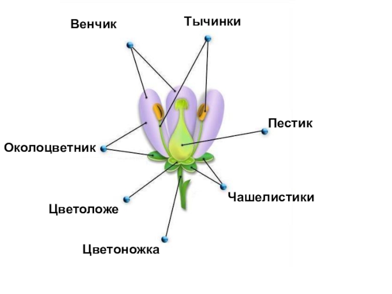 Цветок состоит из околоцветника тычинок. Чашелистики пестик тычинки венчик. Строение околоцветника. Цветоложе венчик. Строение цветка пестик венчик околоцветника.