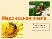 Презентация к уроку Медоносная пчела