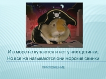 Презентация к исследовательской работе Морская свинка