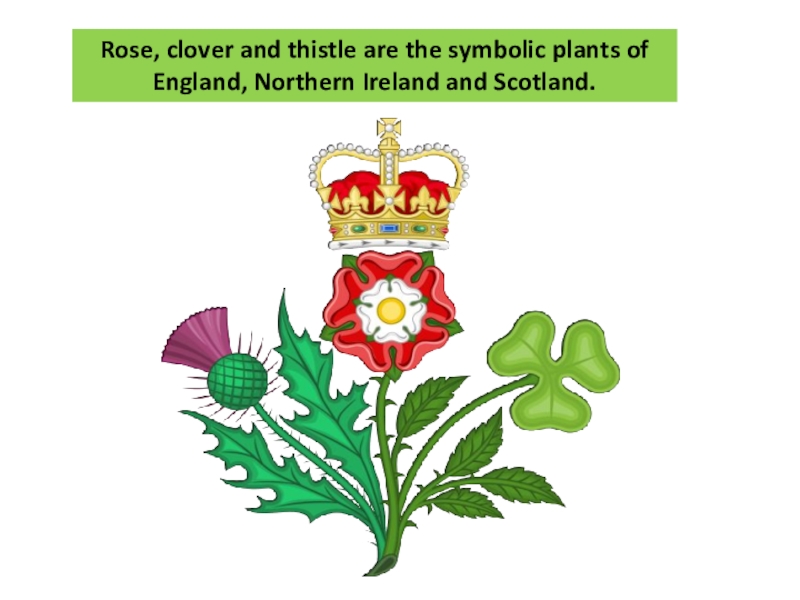 National emblem of england. Символы Англии Шотландии Уэльса и Ирландии. Символы Уэльса Шотландии Англии и Северной Ирлан. Цветы чертополоха символ Англии. Символы Англии Уэльса Шотландии.