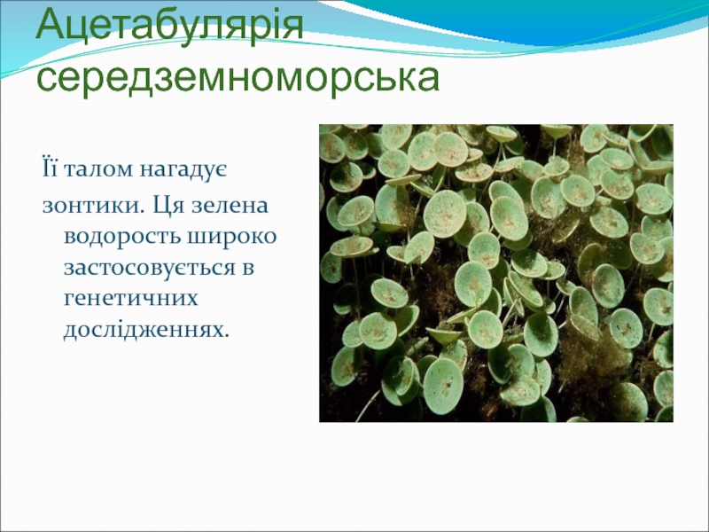 Ацетабулярія середземноморськаЇї талом нагадує зонтики. Ця зелена водорость широко застосовується в генетичних дослідженнях.