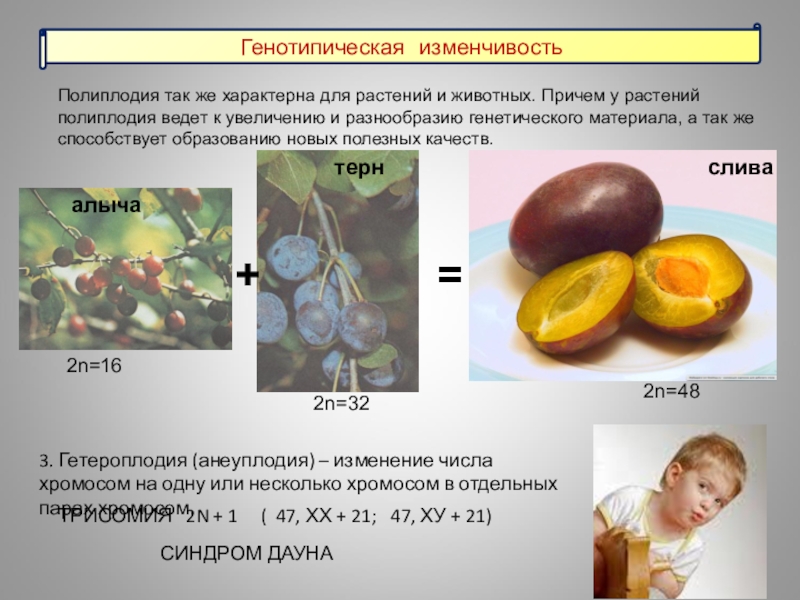 Кратное увеличение числа хромосом. Кратное увеличение числа хромосом у растений. Уменьшение числа хромосом на одну. Увеличение числа хромосом на одну. Увеличение числа хромосом на 1.