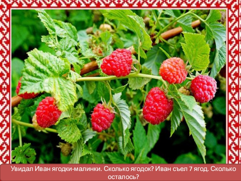 Ягодка малинка. Малинки малинки сколько лет. Малинки малинки сколько лет. Ягода малинка оо. Малинки малинки сколько лет.