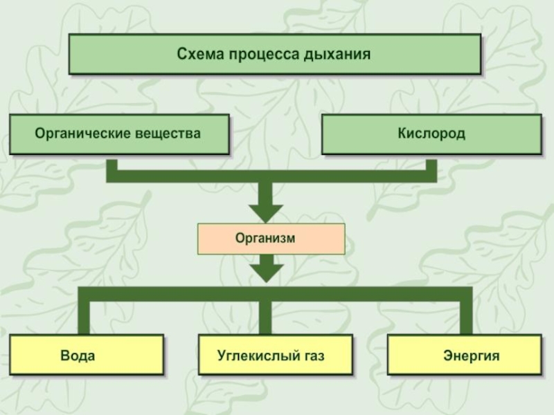 Проект по биологии на тему дыхание 6 класс