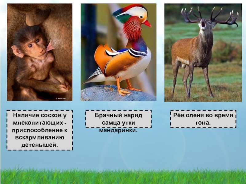 Сезонные изменения в среде обитания. Адаптации млекопитающих. Приспособления млекопитающих. Адаптации млекопитающих с примерами. Приспособление и адаптация млекопитающих.