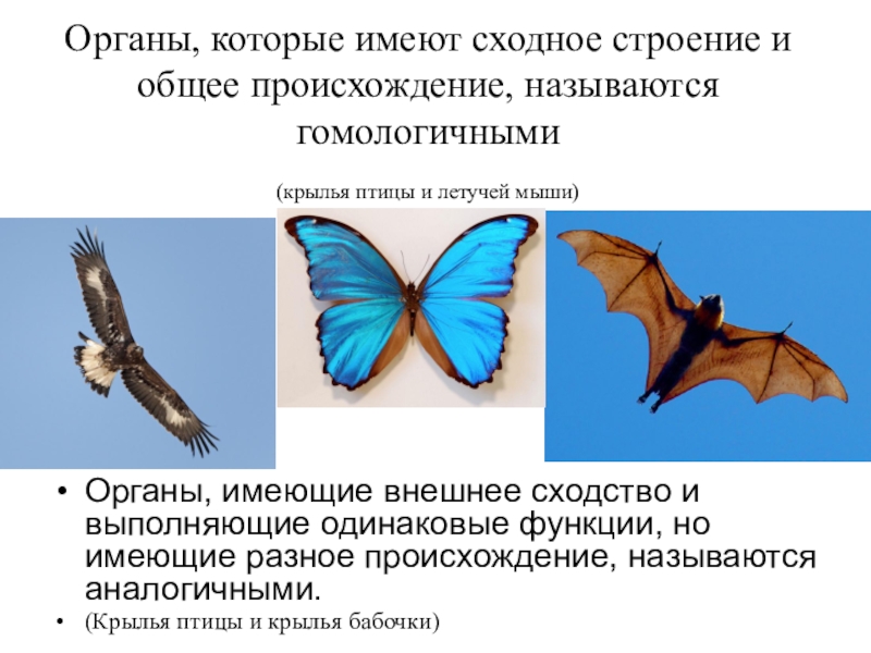 Органы сходные по функциям. Крылья бабочки и птицы это гомологичные органы. Гомологичными органами являются Крылья бабочки и Крылья птицы. Крыло летучей мыши и крыло бабочки аналогичные органы. Крылья птицы и летучей мыши аналогичные или гомологичные органы.