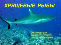 Презентация по биологии на тему: Хрящевые рыбы