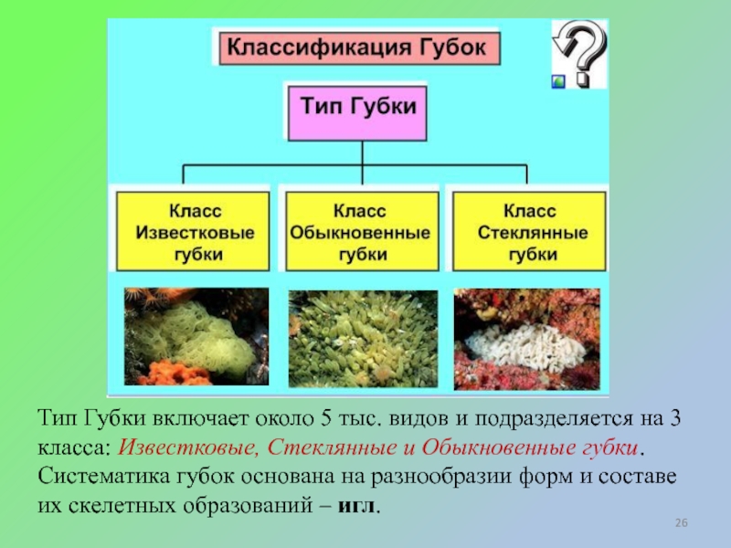 Биология 7 класс тип губки презентация