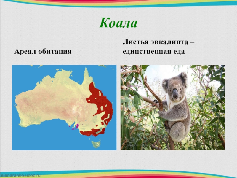 Коала где обитает на каком. Коала ареал обитания. Где обитает коала. Где обитают коалы на карте. Местообитание коалы.