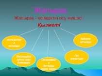 Слайд по биологии на тему Жапырақөркеннің бүйірлік жанама мүшесі.