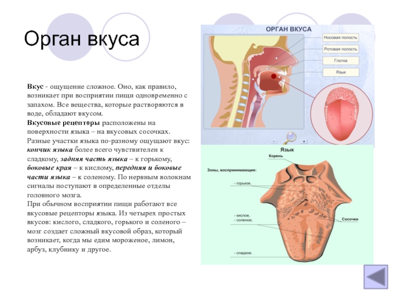 Презентация по анатомии на тему обоняние