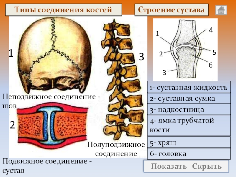 Составьте схему иллюстрирующую виды соединений костей