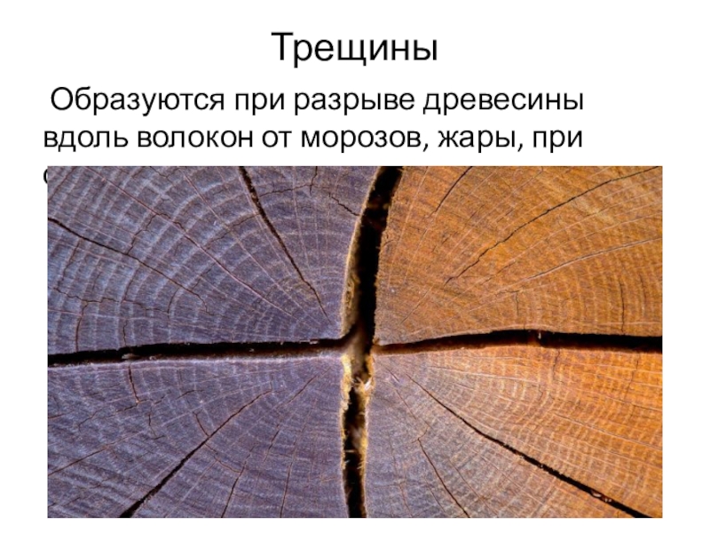 Трещины Образуются при разрыве древесины вдоль волокон от морозов, жары, при сушке.