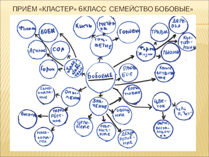 Кластер 6 класс. Кластер на уроках биологии. Кластер 7 класс. Метод кластера на уроке биологии. Кластер семейство бобовые.